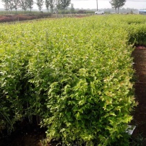 苗圃出售优质金银木，丛生金银木，分支5-20分支，规格齐