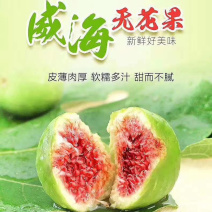 威海青皮无花果糖包子树上熟无公害无花果大量上市