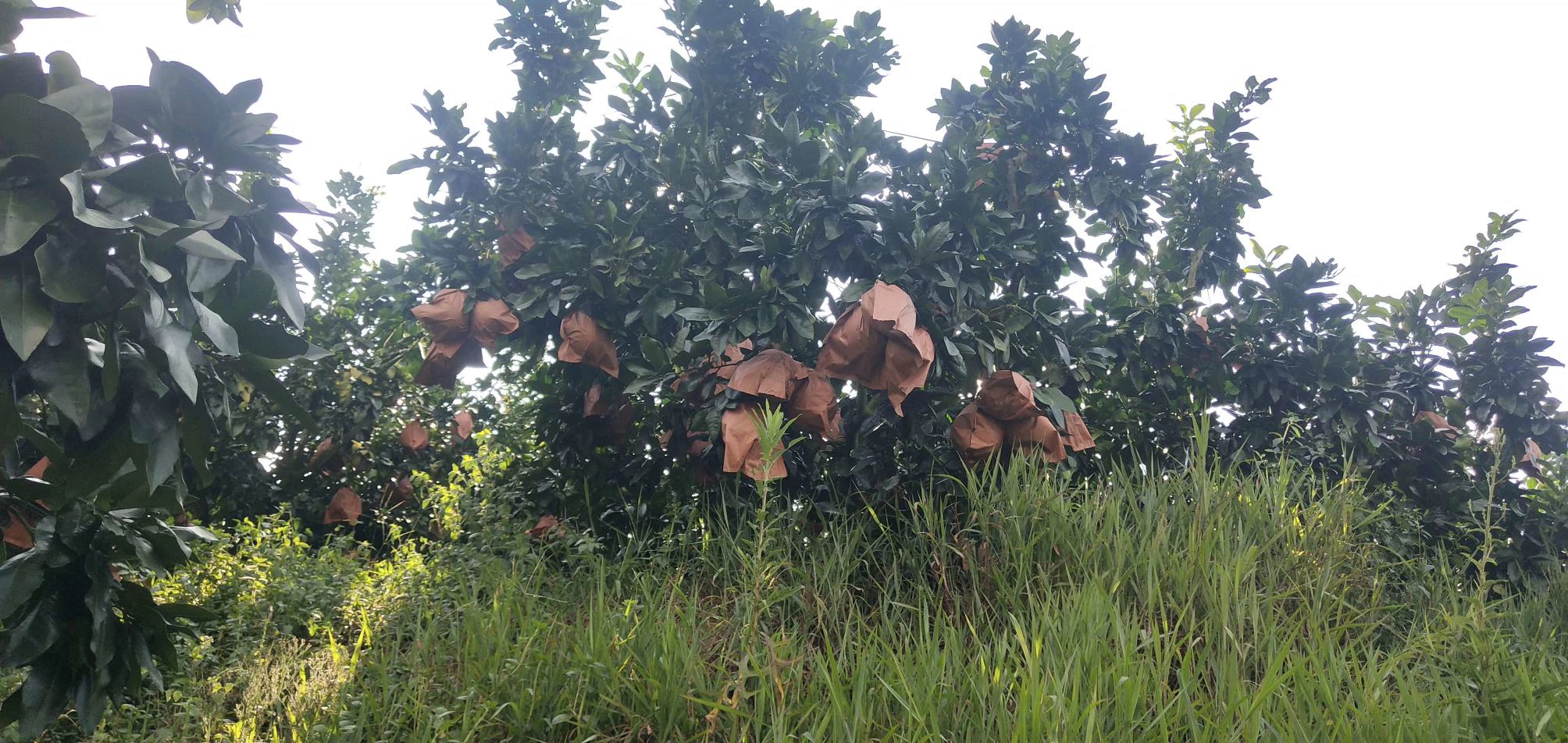 展示琯溪蜜柚果实套袋前后对比,左侧为套袋果实,右侧为摘袋后果实 琯溪蜜柚果实套袋与摘袋对比
