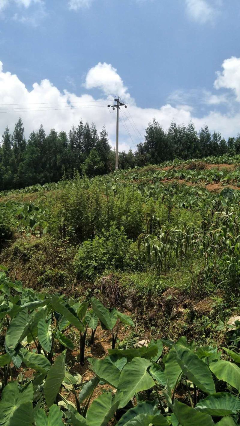 贵州农家肥种植的乌芋头欢迎有实力老板合作!