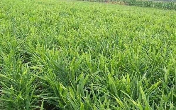 一片茂盛的红芽嫩姜种植田,植株高度约60厘米,叶片翠绿挺拔,土壤表面覆盖黑色地膜,农民正在田间进行除草管理,远处可见丘陵地貌和晴朗天空 红芽嫩姜田间生长实景