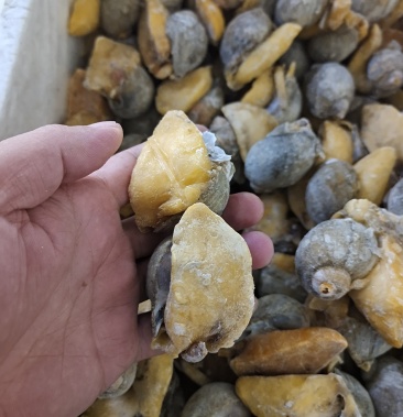 网红鲍螺纯干冰货也叫漂烫假鲍鱼