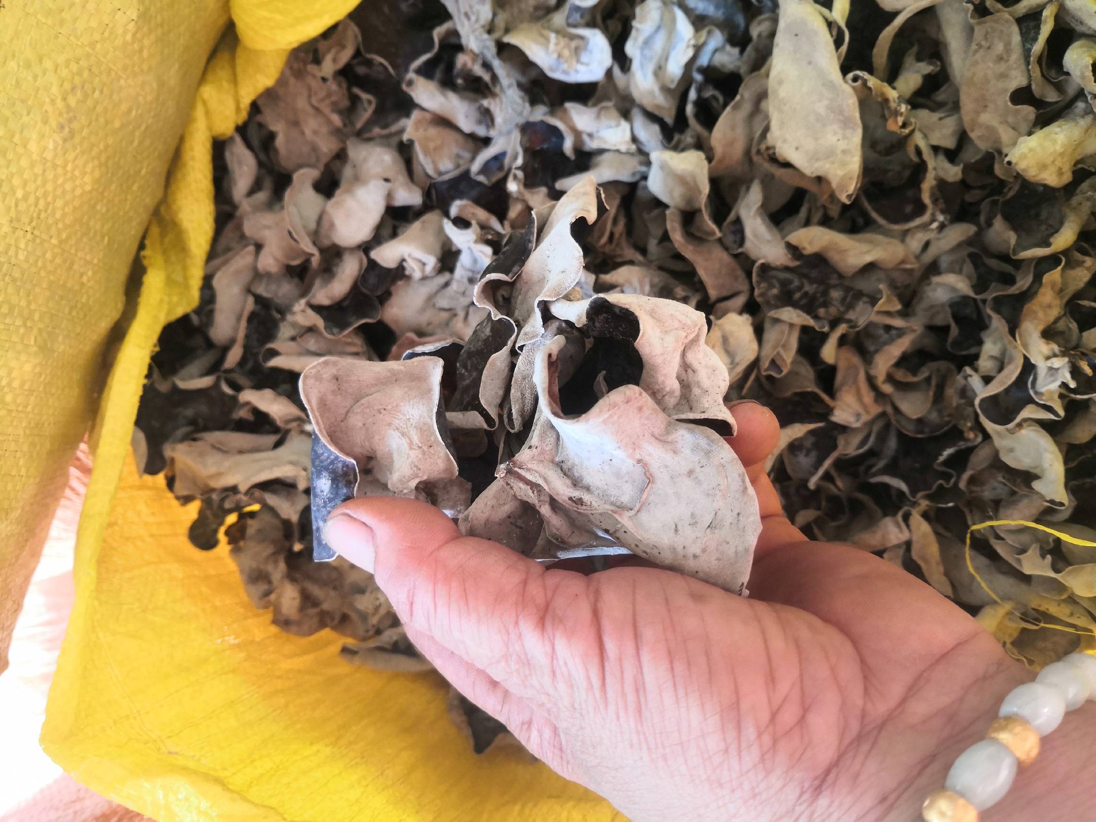 展示黄木耳在加工车间的分拣、称重、真空包装过程,体现标准化生产流程 椴木黄木耳的加工与包装场景