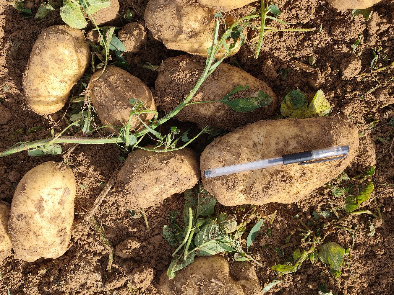 马铃薯品种226块茎特写展示图