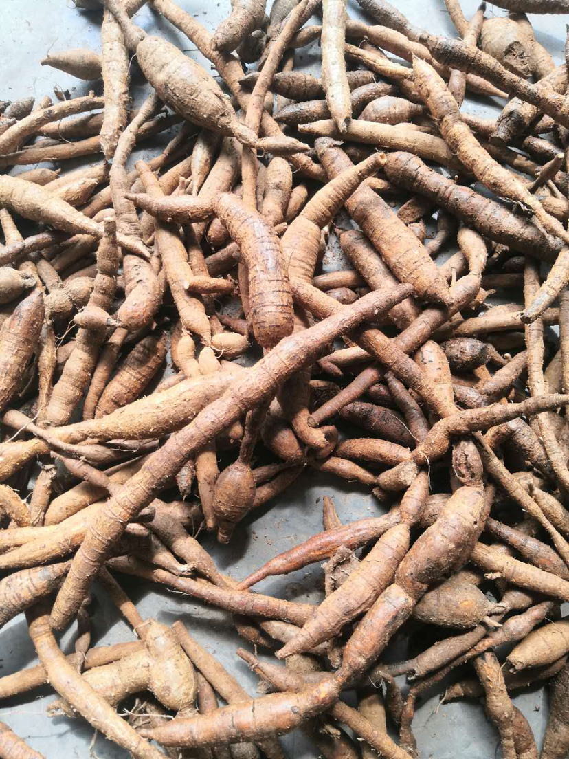 野生牛大力 广西黄皮 黑皮鲜货牛大力 长期供应鲜货