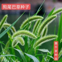 狗尾草种子