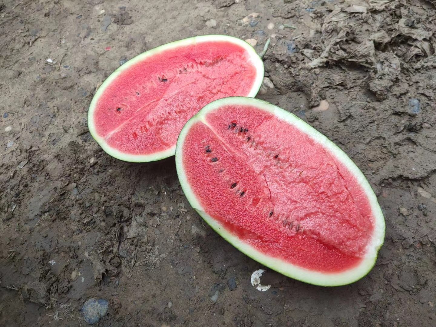 黑美人西瓜与瓜王西瓜在果篮中并列展示