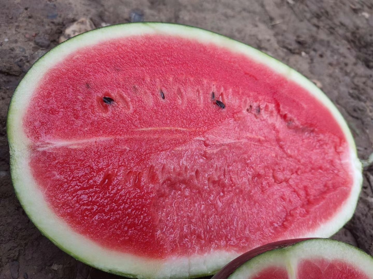 黑美人西瓜果实展示