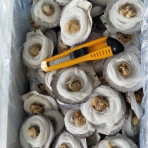 粉丝扇贝个头均匀规格标准每箱100品质保证