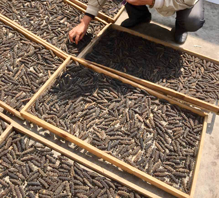 海马与生晒参炖汤场景