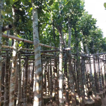 5-6菠萝蜜树苗供应