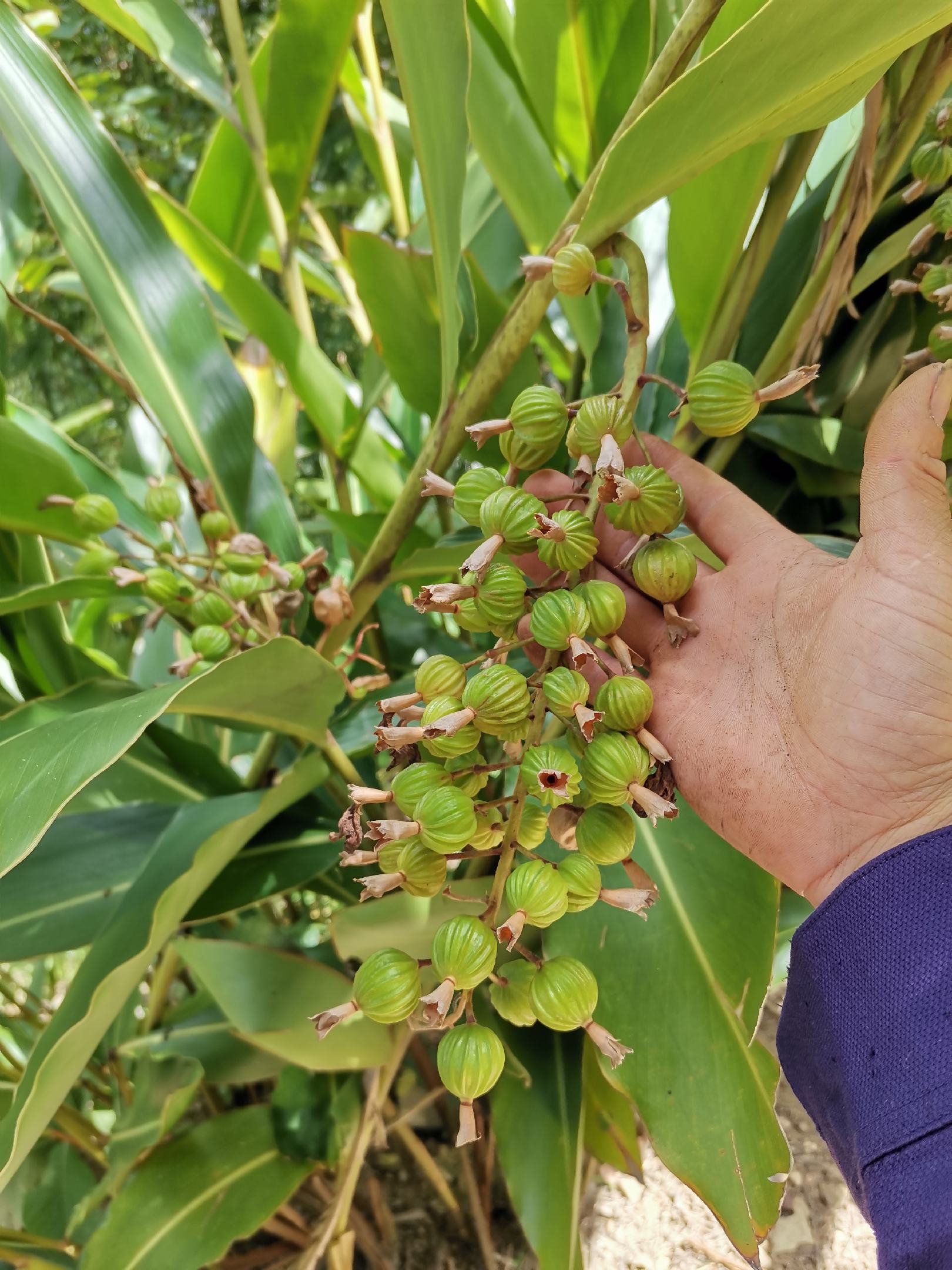 [石橄榄批发]野生石橄榄双叶小果不苦果上叶价格10.00元/斤 - 一亩田