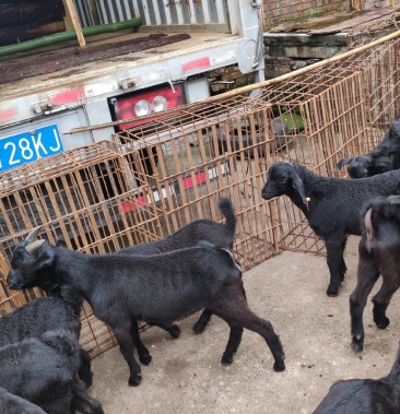 大量黑山羊 可长期合作 运费详聊