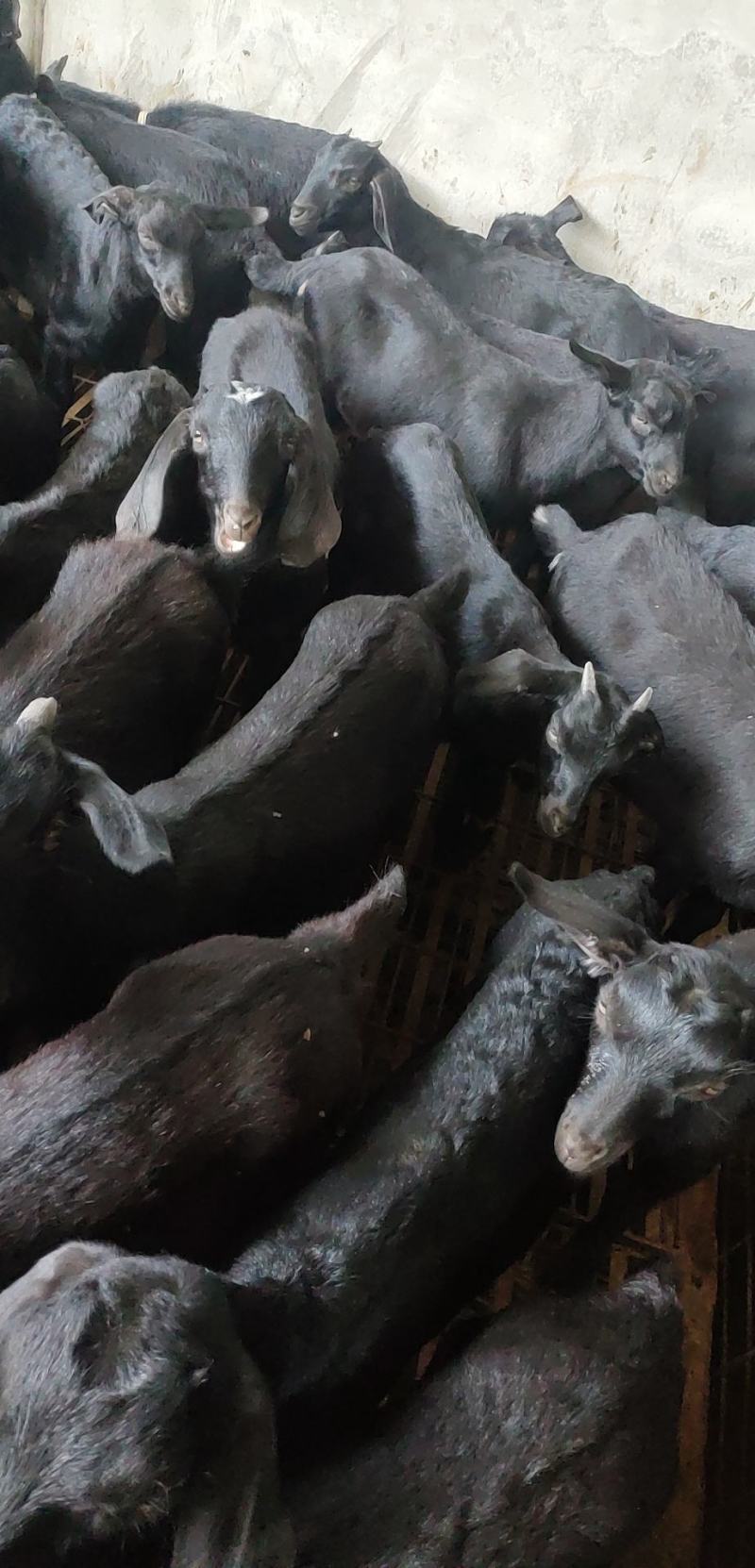 黑山羊种羊30～50斤/头