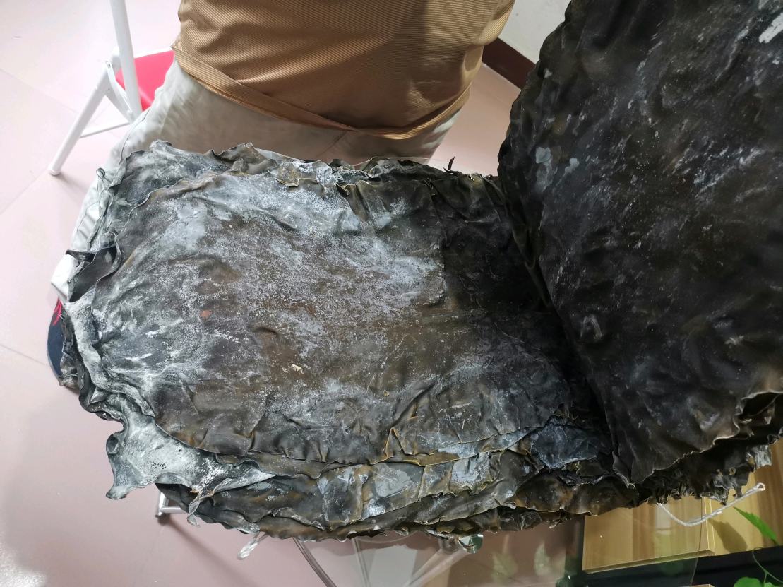 海带表面的白色物质特写