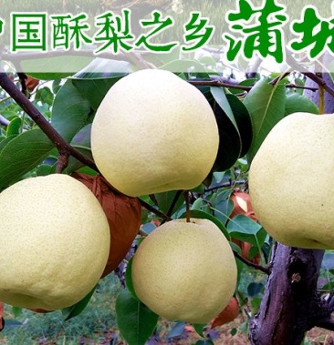 陕西蒲城酥梨马上上市