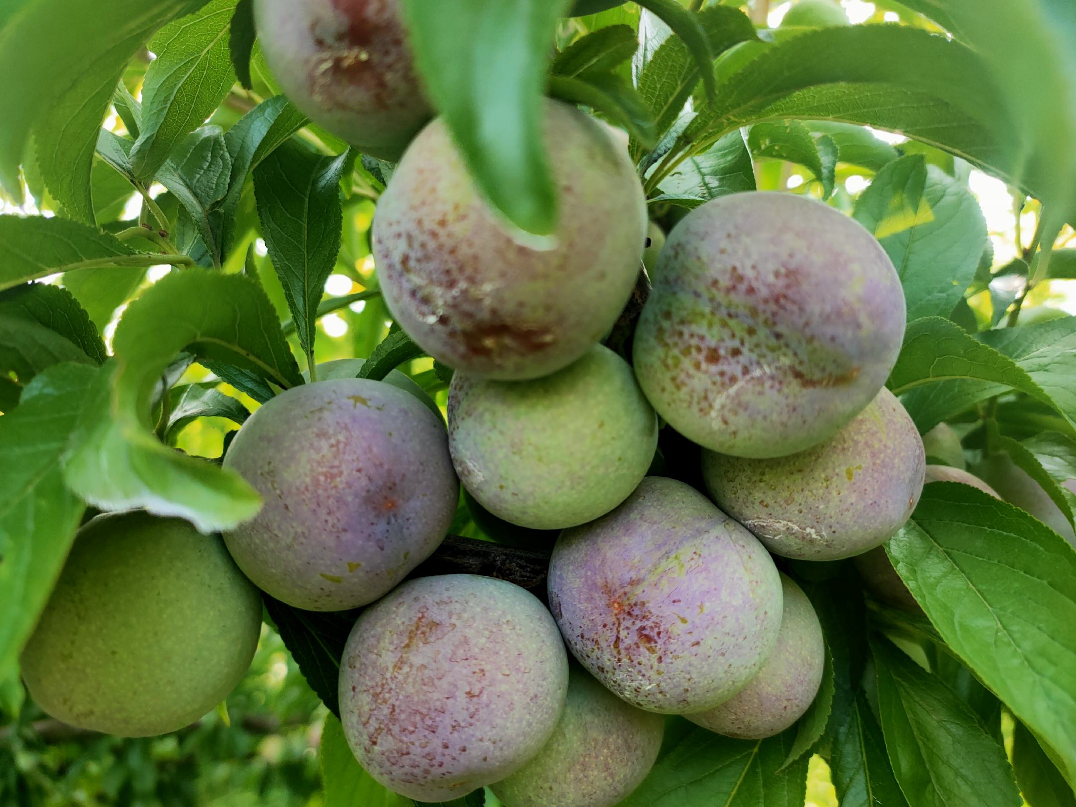 一位身穿民族服饰的农民站在脆红李树下,手持竹篮正在采摘高处的果实,脸上洋溢着丰收的喜悦,周围树木挂满红彤彤的李子,地上散落着几颗掉落的果实,清晨阳光透过树叶洒下斑驳光影 农民采摘脆红李子