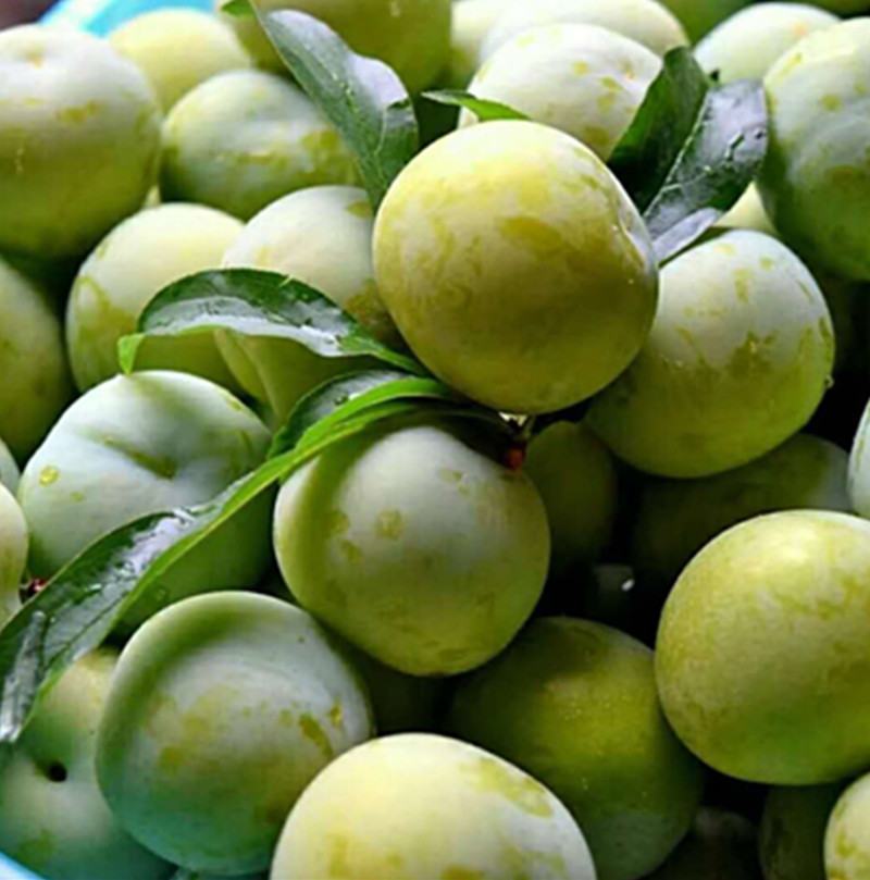 【新品种】蜂糖李子苗 美人醉李子品质质量保证 现挖现发