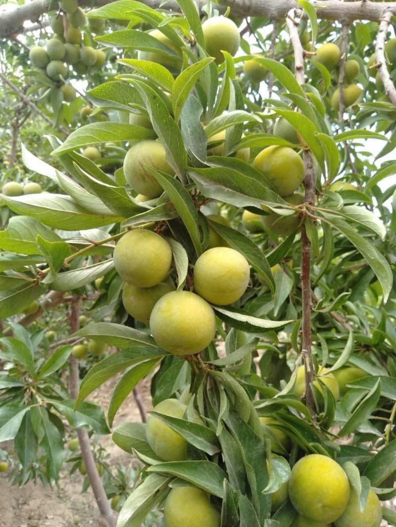 【新品种】蜂糖李子苗 美人醉李子品质质量保证 现挖现发