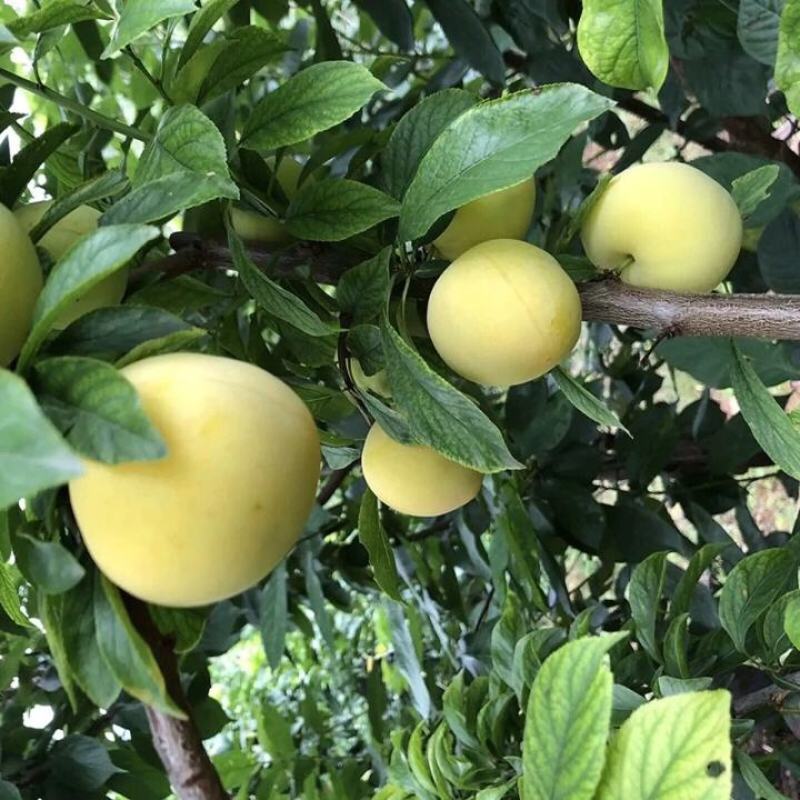 【新品种】蜂糖李子苗 美人醉李子品质质量保证 现挖现发