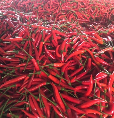 [小米椒批发]《艳红》青红小米椒大量上市中欢迎各地老板咨询价格1.