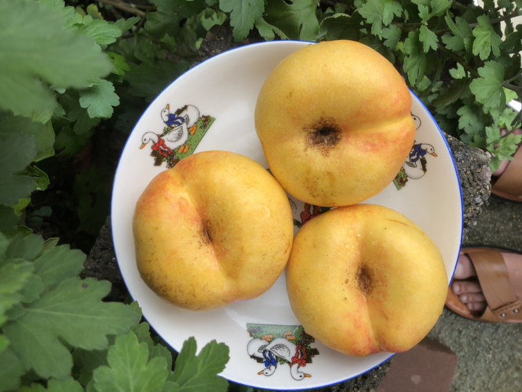 沃柑与传统供品组合对比图