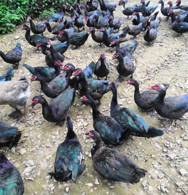 七个月的老火鸭数量二百多只