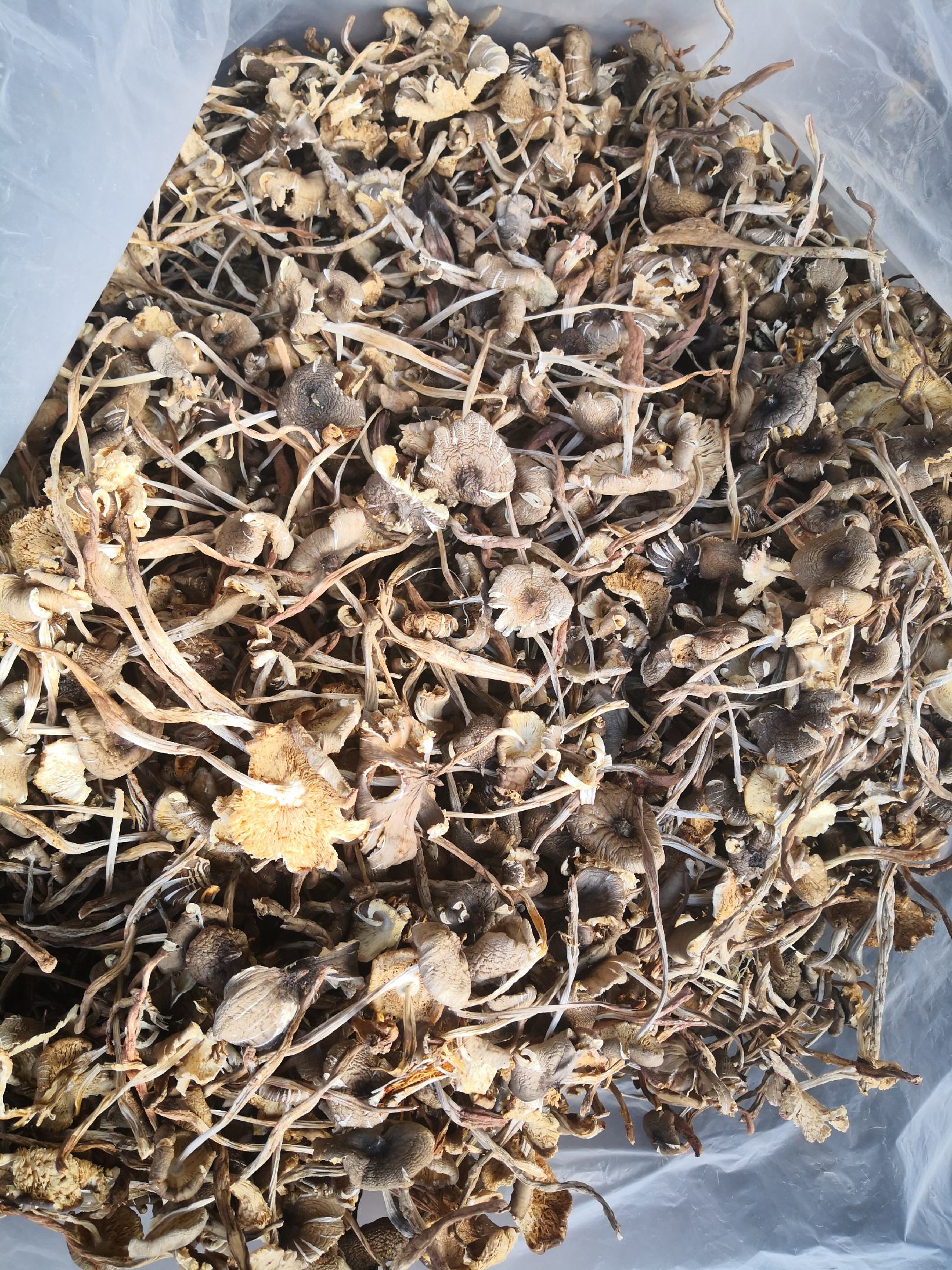 [鸡枞菌批发]野生草鸡枞菌,产地楚雄,一手货源,产地直销价格160.