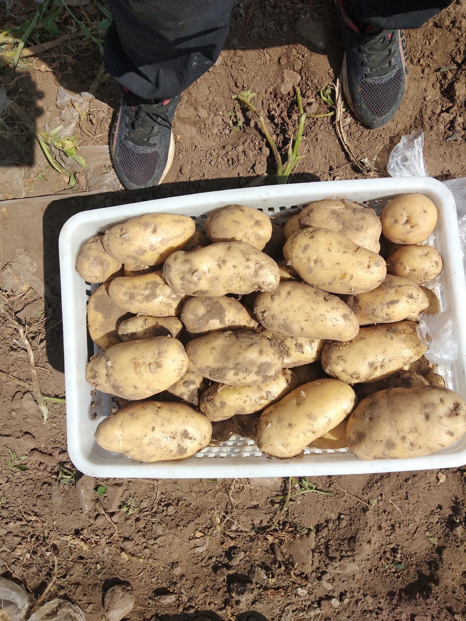 内蒙围场精品土豆.226西森v7荷兰新鲜上市,万亩基地