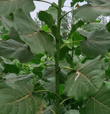 2025杨树不长杨棉树种另有大量扦插苗