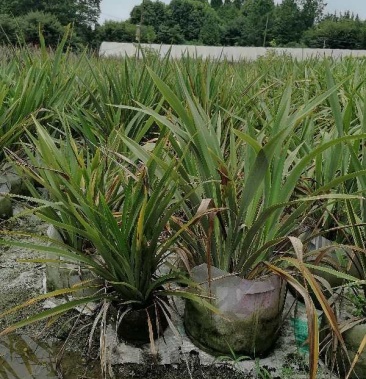 出售青叶新西兰亚麻,成都青叶新西兰亚麻袋苗