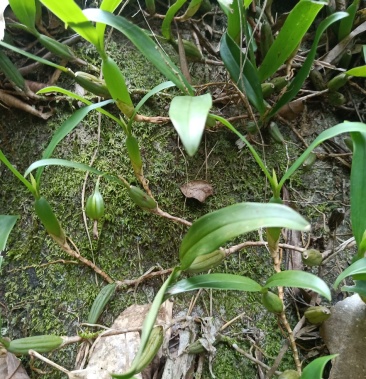 石仙桃大中小果