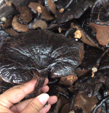 黑灵芝长脚灵芝不苦黑灵芝新货支持一件代发