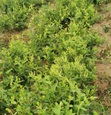 长年供应四季金银花苗