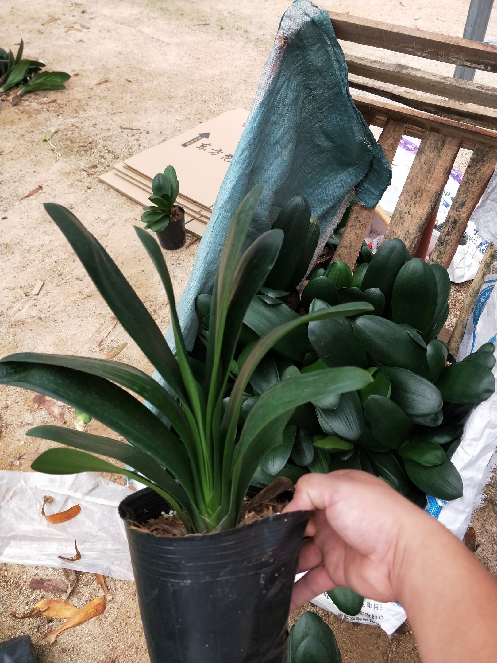 [君子兰批发]君子兰,支持视频看货,质量有保障龙岩永福基地直销!