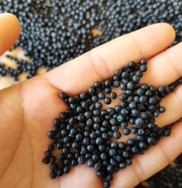 天冬种子,天冬种子,天冬种子