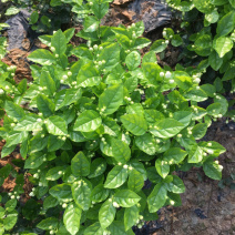 茉莉花.栀子花和夜来香和石榴树都有货