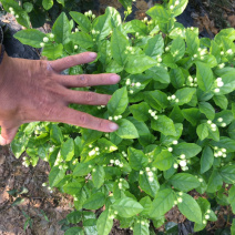 茉莉花.栀子花和夜来香和石榴树都有货.主产茉莉花和栀子花