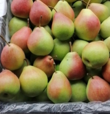 梨七月红梨出售货源充足