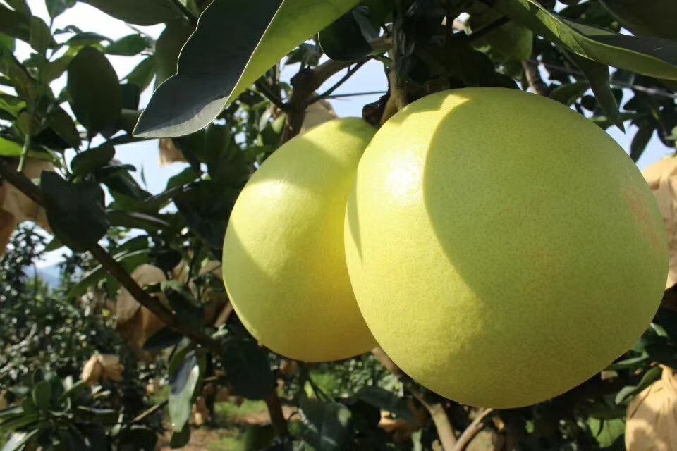 琯溪蜜柚果园秋季成熟景象