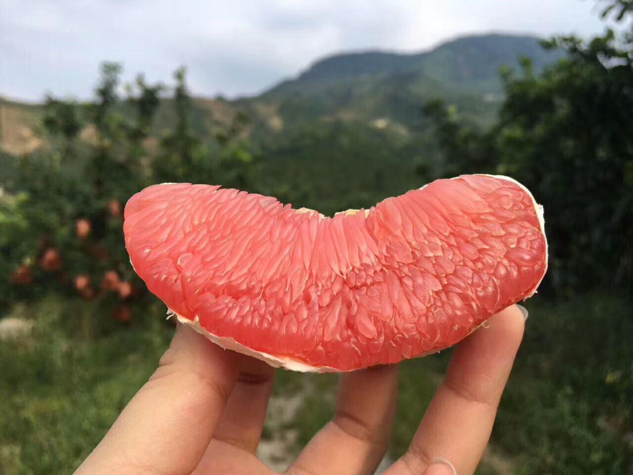 脐橙柚子科学食用场景图：左侧为早餐场景——温热脐橙羹（橙肉+小米粥+微量姜汁）配枸杞；右侧为夏季下午茶——冰镇琯溪蜜柚薄荷水（柚肉冷泡、去籽、加鲜薄荷叶，非冰块直冻），桌面放置中医体质自测二维码与国家农产品质量安全追溯码