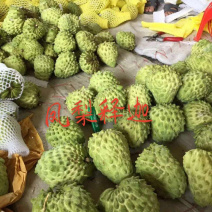凤梨释迦绿钻释迦榴莲释迦苗木基地直供𡿨凤梨本砧丶牛心砧〉