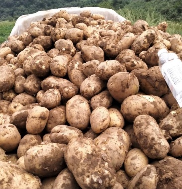 晋薯16号黄心土豆 产地直供 支持看货