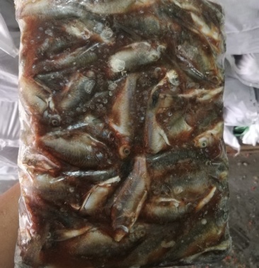 鲫鱼冻板鲫鱼开膛鲫鱼定做鲫鱼