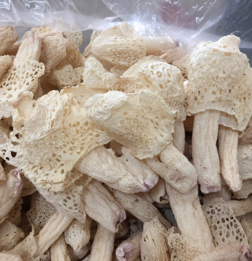 贵州竹荪无硫红托竹荪织金竹荪贵州红托竹荪