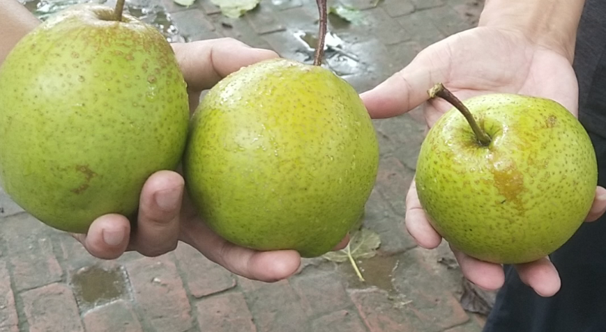 市场上的梨类对比展示