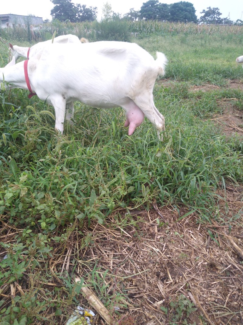 奶山羊健东养殖纯种奶山羊诚信成就未来长期供应