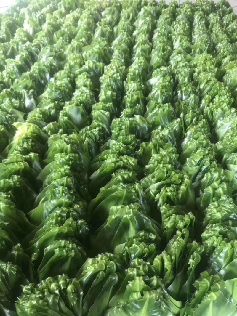 台湾山苏山苏叶山苏山苏