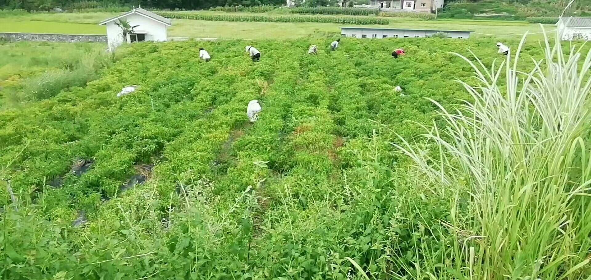 干辣椒田间种植场景,红艳艳的辣椒挂满枝头,农民正在田间劳作 干辣椒田间种植场景