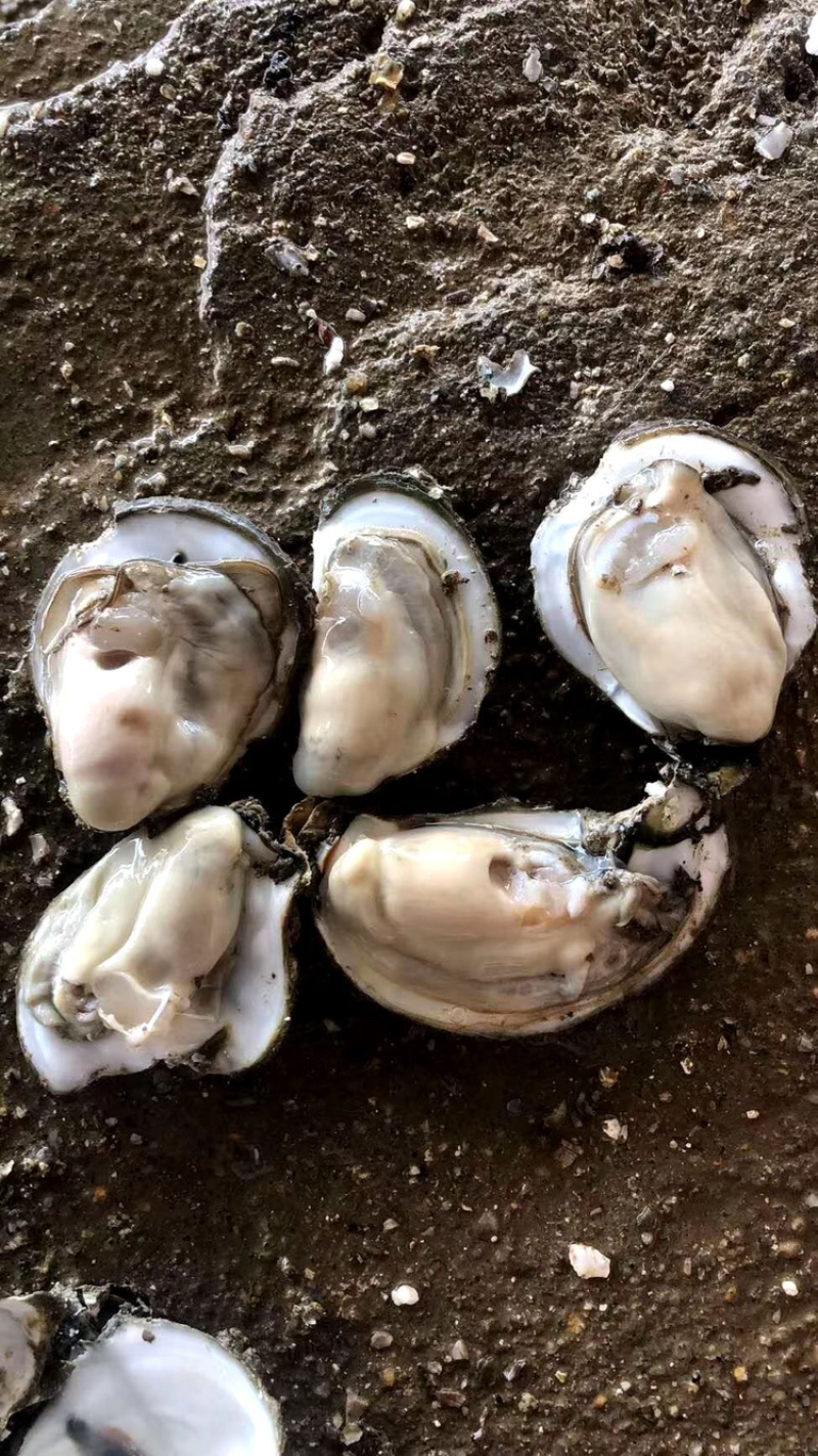 阳江吃蚝团购网站地址_阳江吃蚝团购网站地址在哪里